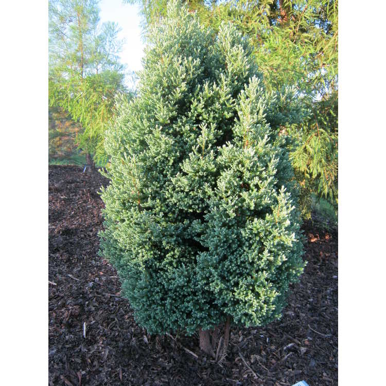 Chamaecyparis thyoides 'Barton' - Atlantic white-cedar