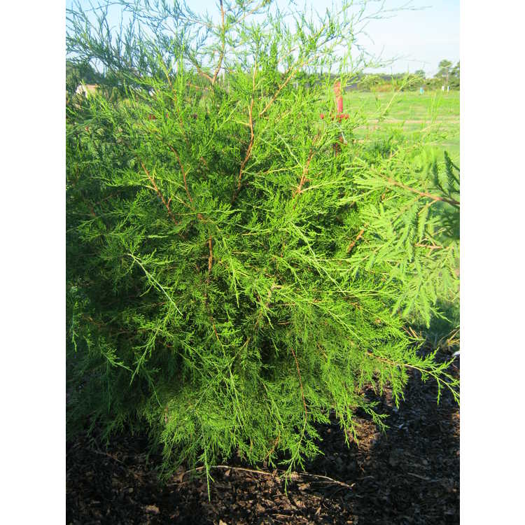 <em>Juniperus virginiana</em> (Scott Burrell's extreme narrow form)