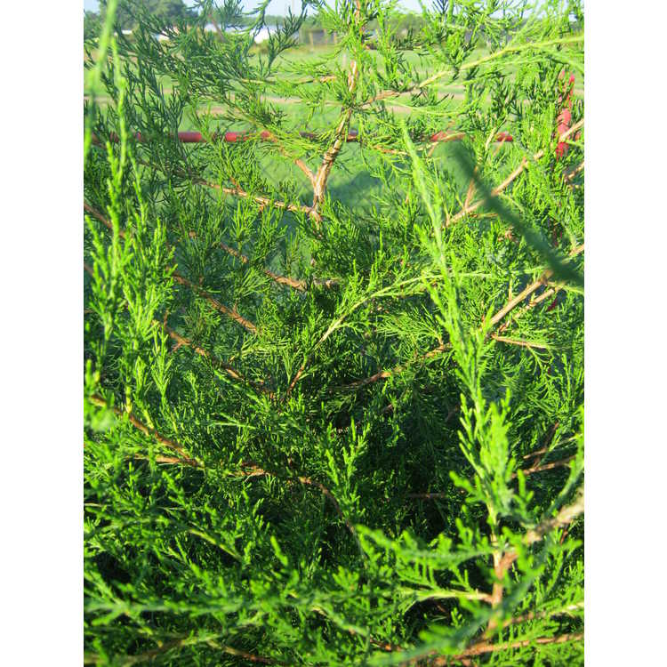<em>Juniperus virginiana</em> (Scott Burrell's extreme narrow form)