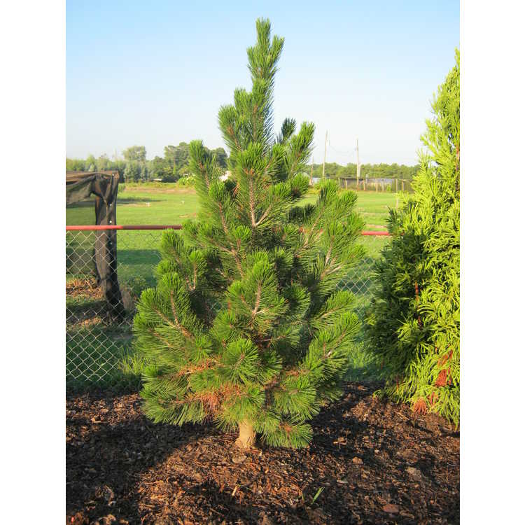 <em>Pinus leucodermis</em> 'Emerald Arrow'