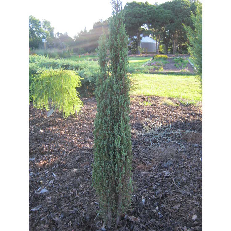 Juniperus communis 'Compressa' - dwarf common juniper