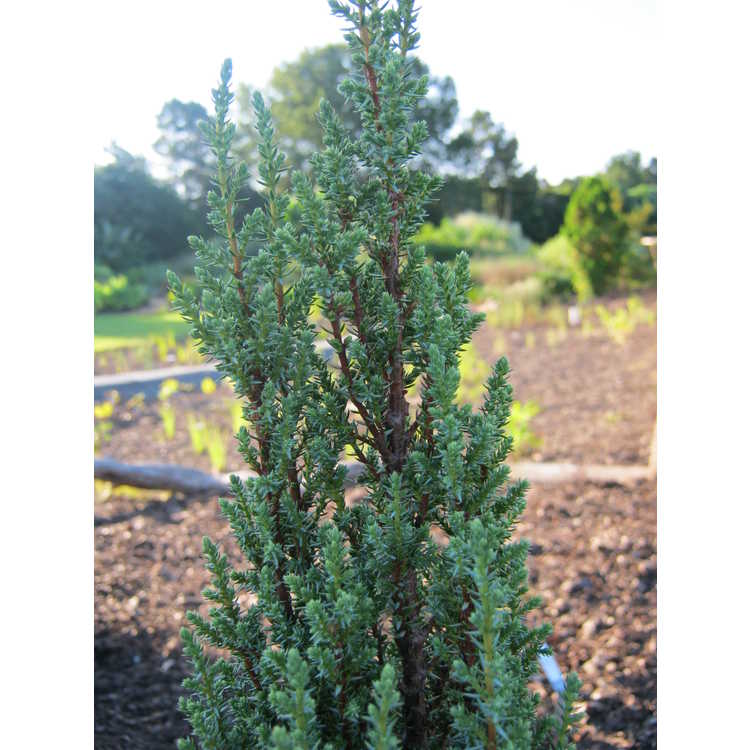 <em>Juniperus communis</em> 'Compressa'