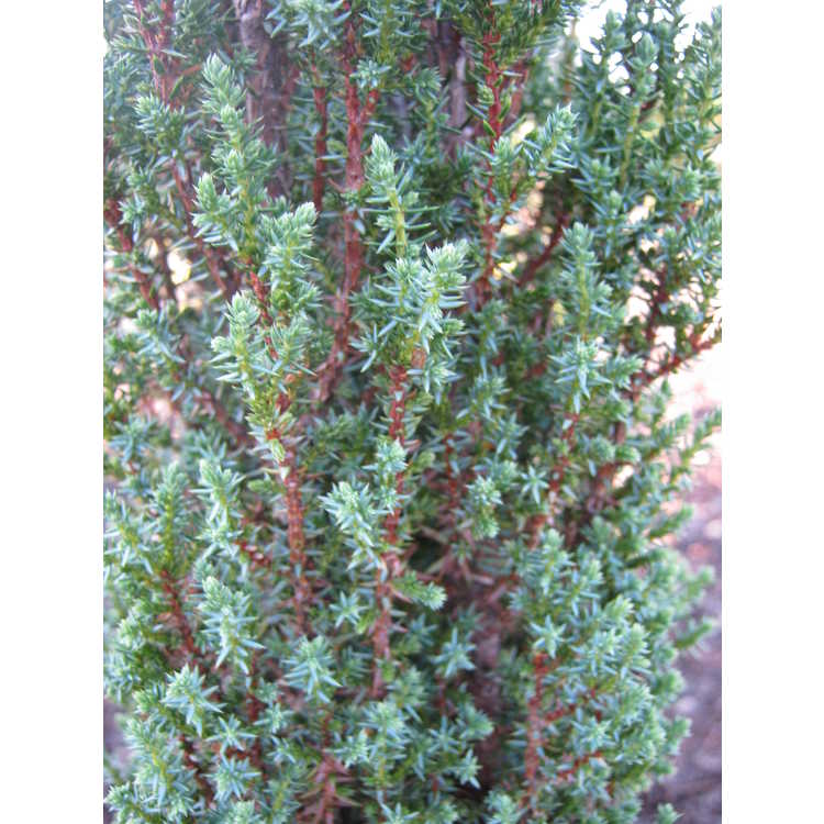 Juniperus communis 'Compressa' - dwarf common juniper