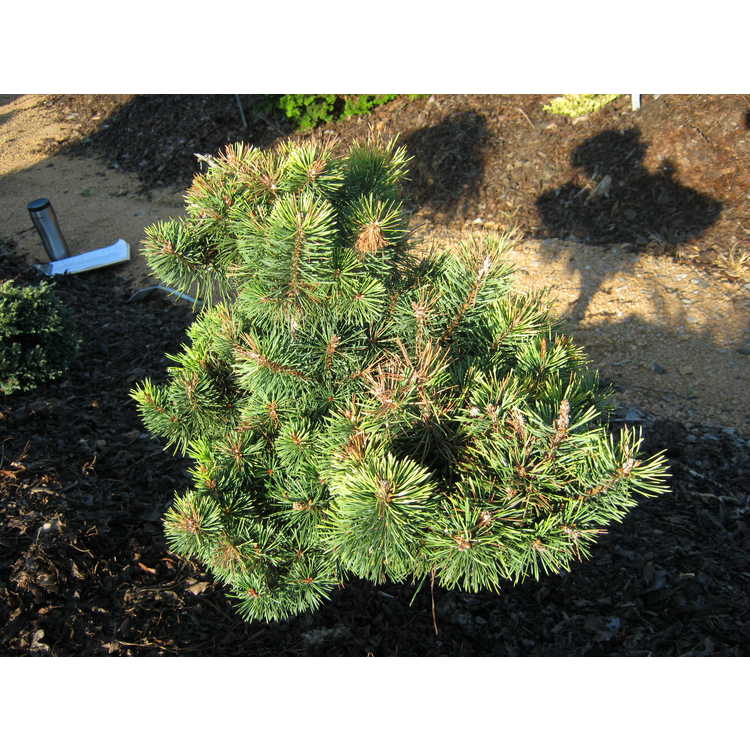 Pinus sylvestris 'KBN Gold' - Scots pine