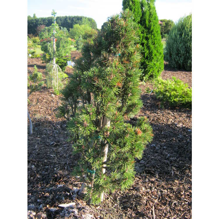 <em>Pinus mugo</em> 'Columnaris'