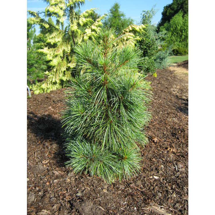 <em>Pinus koraiensis</em> 'Nana'
