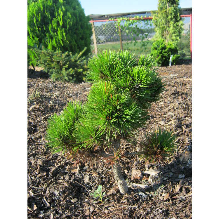 Pinus leucodermis 'Zwerg Schneverdingen'