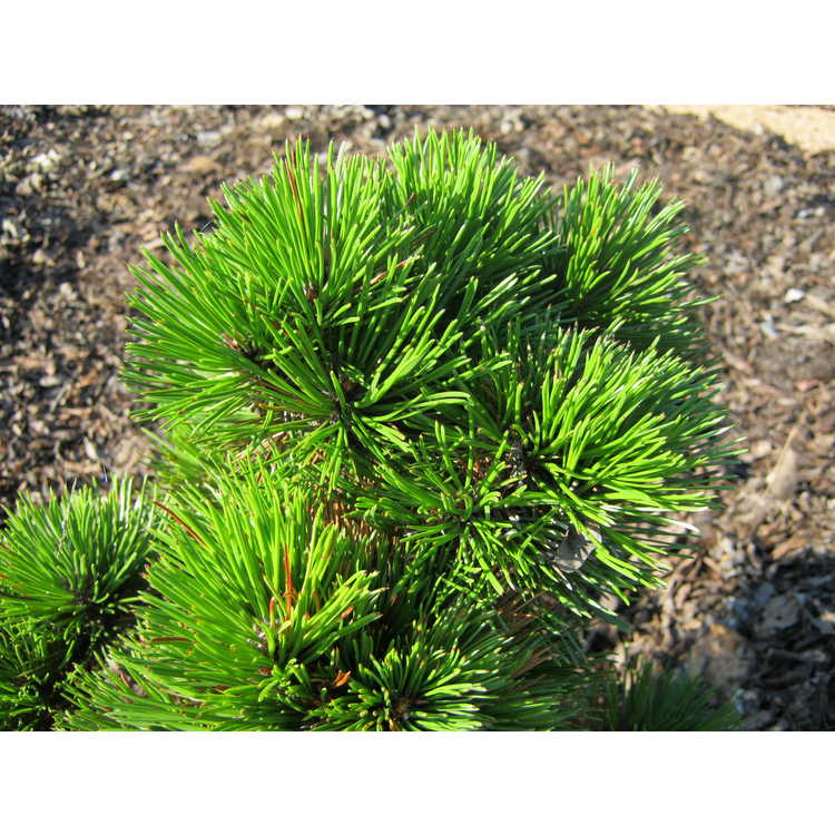 <em>Pinus leucodermis</em> 'Zwerg Schneverdingen'