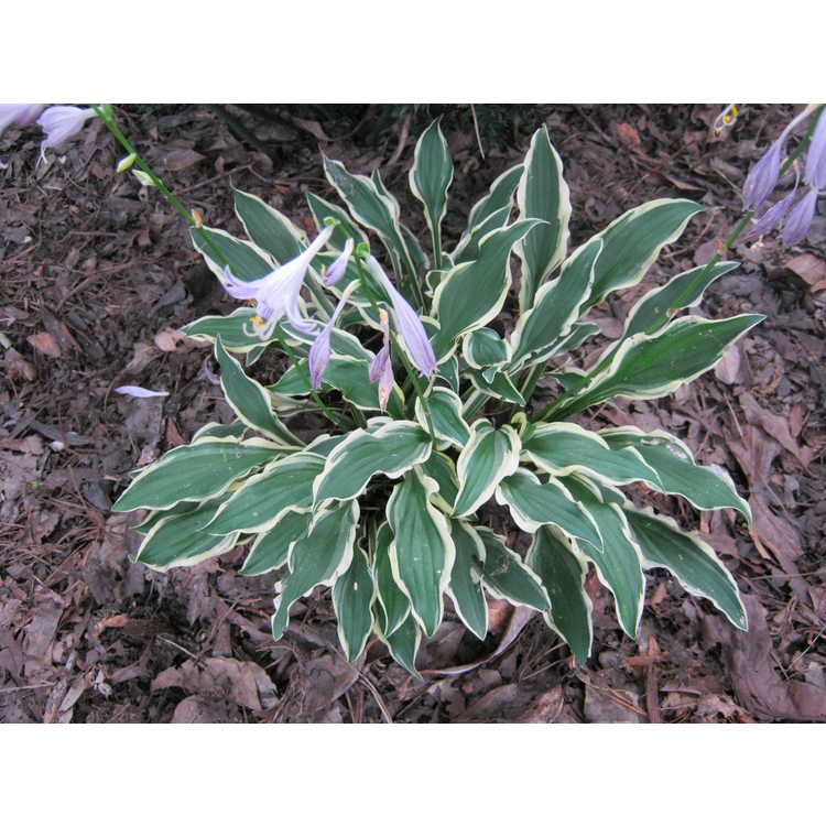 Hosta 'Cat and Mouse'