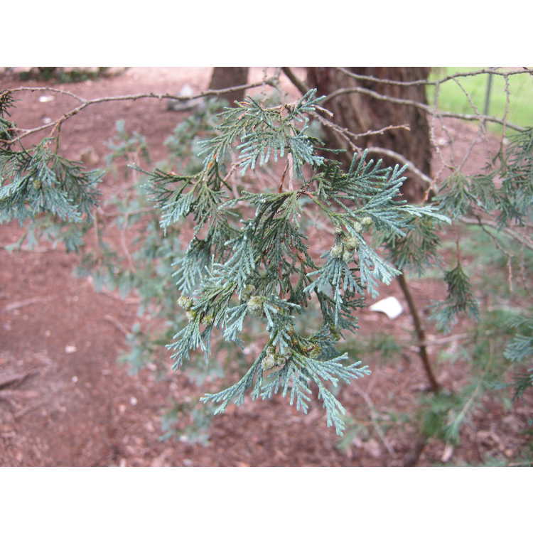 Chamaecyparis thyoides 'Glauca Pendula' - blue Atlantic white-cedar