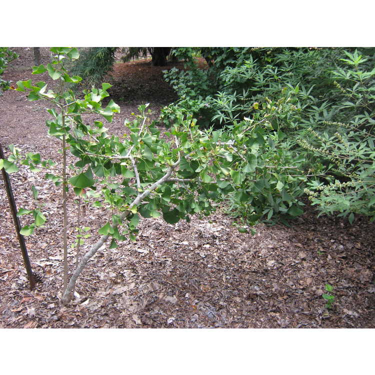 Ginkgo biloba 'Mayfield' - columnar maidenhair tree