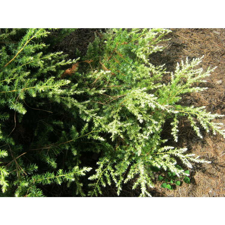 Juniperus rigida 'Hikari' - goldtip temple juniper