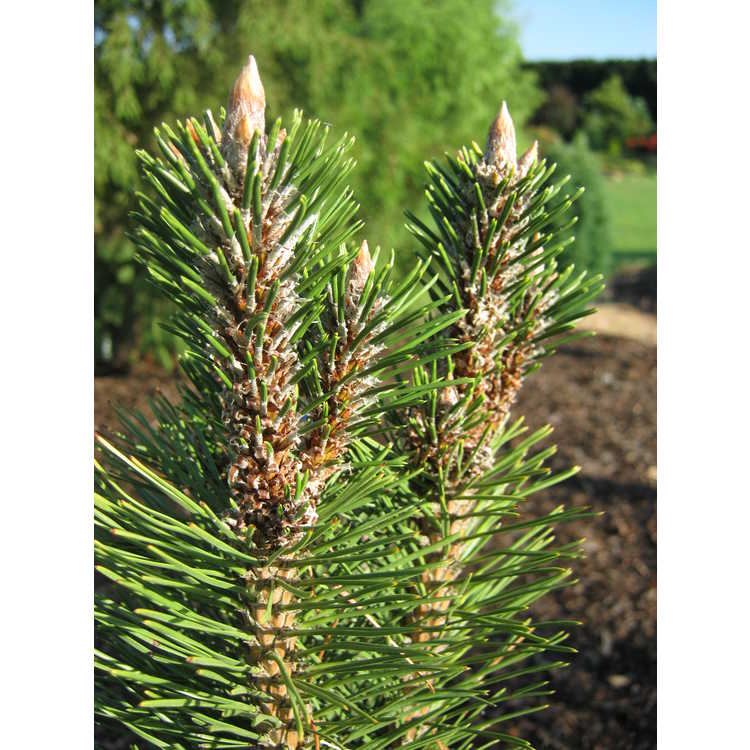 Pinus nigra 'Komet' - dwarf Austrian pine