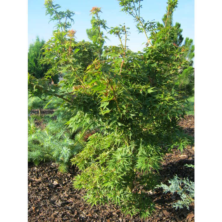 Acer palmatum 'Sekka Yatsubusa'