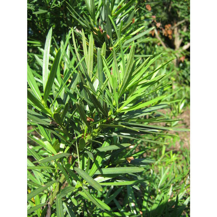Podocarpus macrophyllus var. maki 'Edgefield'