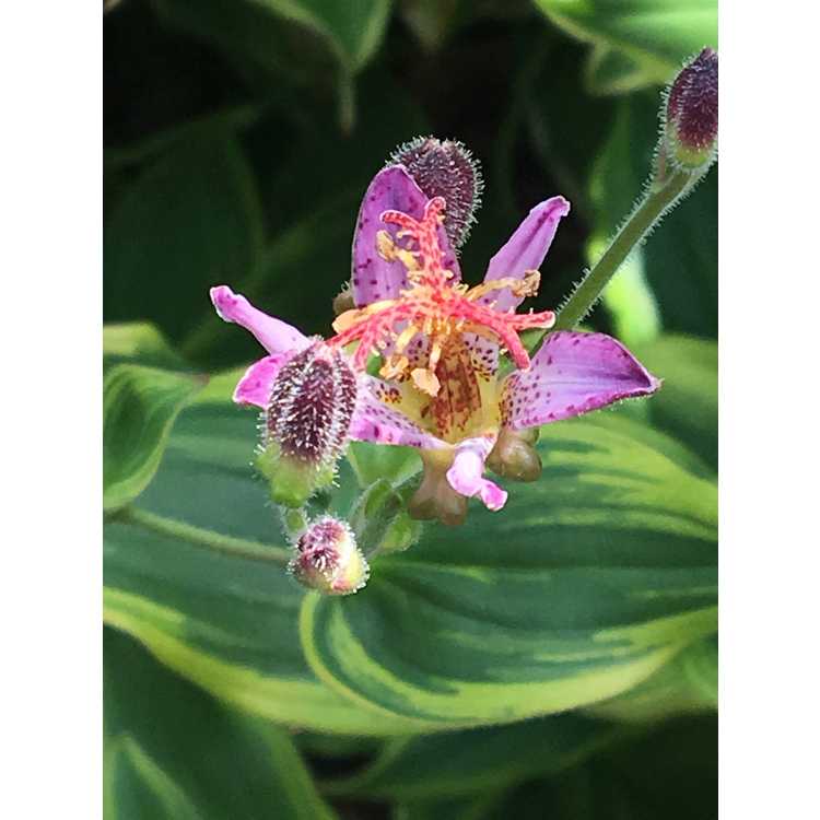 Tricyrtis formosana 'Autumn Glow' - variegated toad lily
