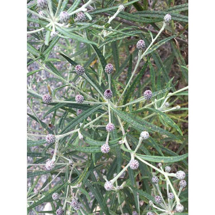 Vernonia lindheimeri - wooly ironweed