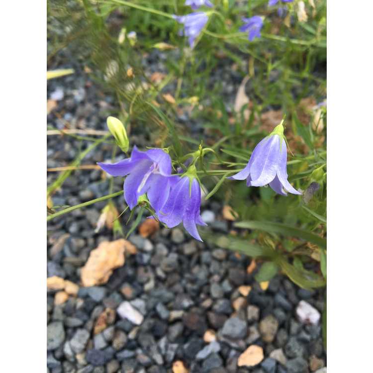 Campanula cespitosa - Alpine bellflower
