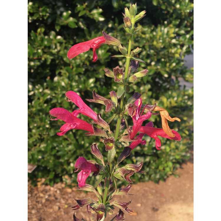 Salvia penstemonoides