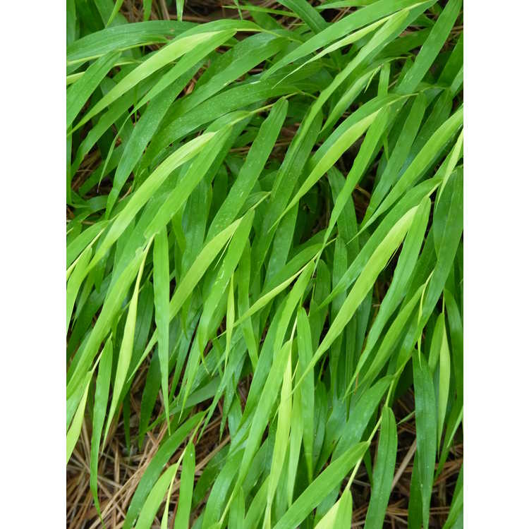Hakonechloa macra 'All Gold' - Japanese forest grass