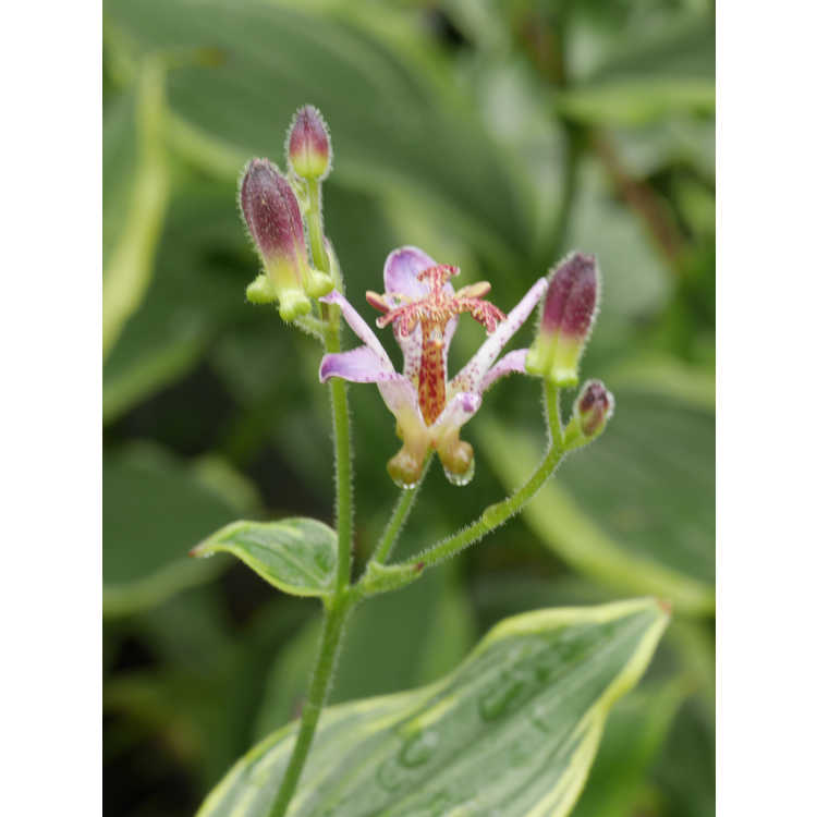 Tricyrtis formosana 'Autumn Glow' - variegated toad lily