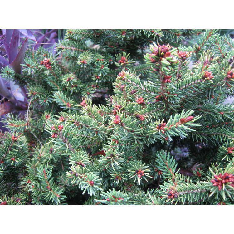 dwarf Caucasian spruce