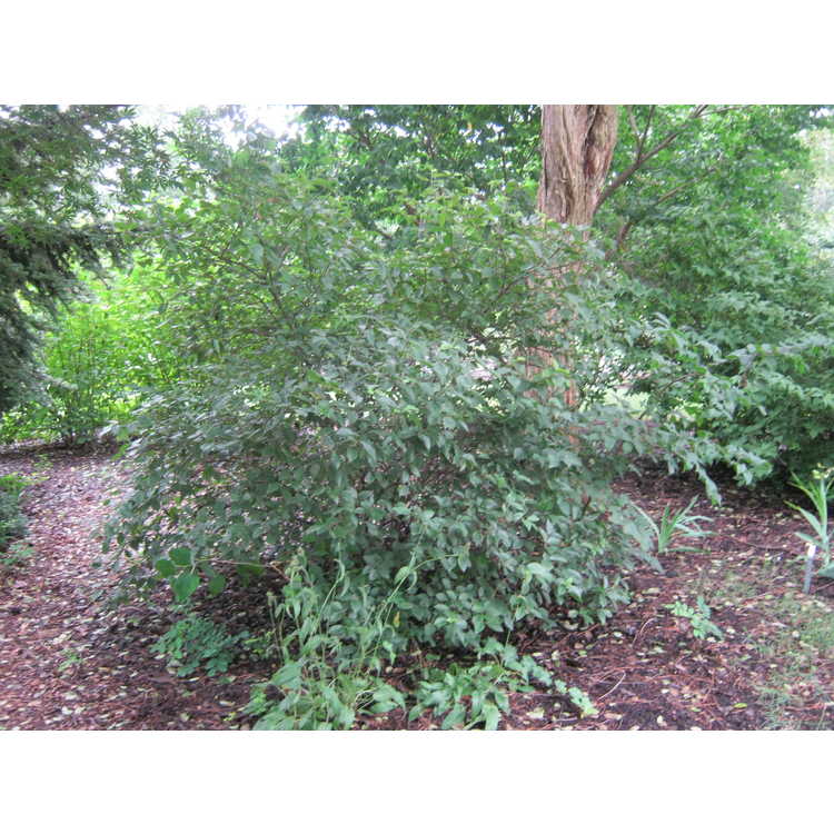 Viburnum rufidulum (Superior Trees) - rusty blackhaw