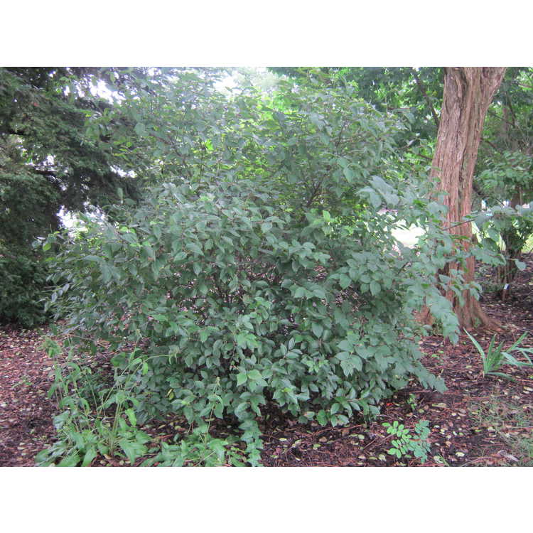 Viburnum rufidulum (Superior Trees) - rusty blackhaw