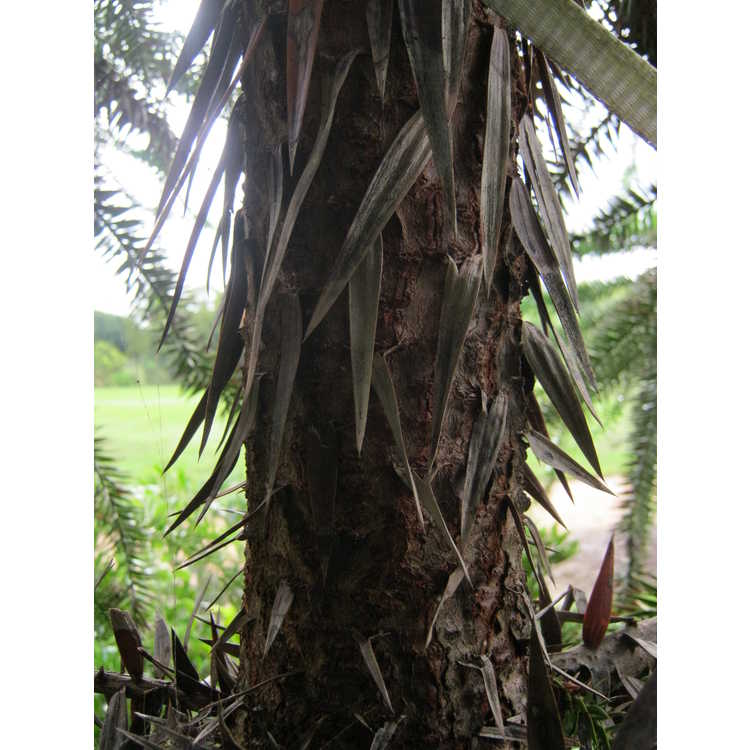 Araucaria araucana × A. angustifolia