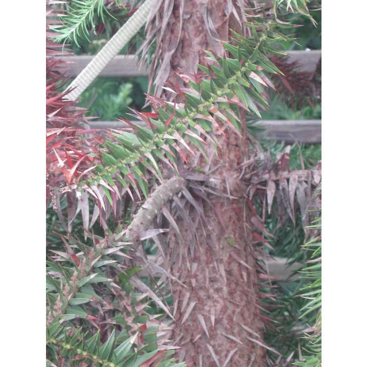 Araucaria araucana × A. angustifolia