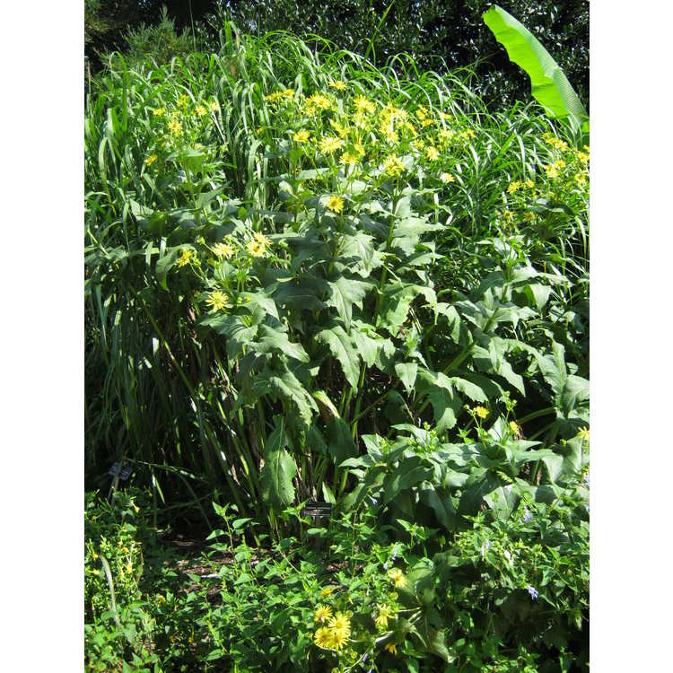 Silphium perfoliatum - cup plant