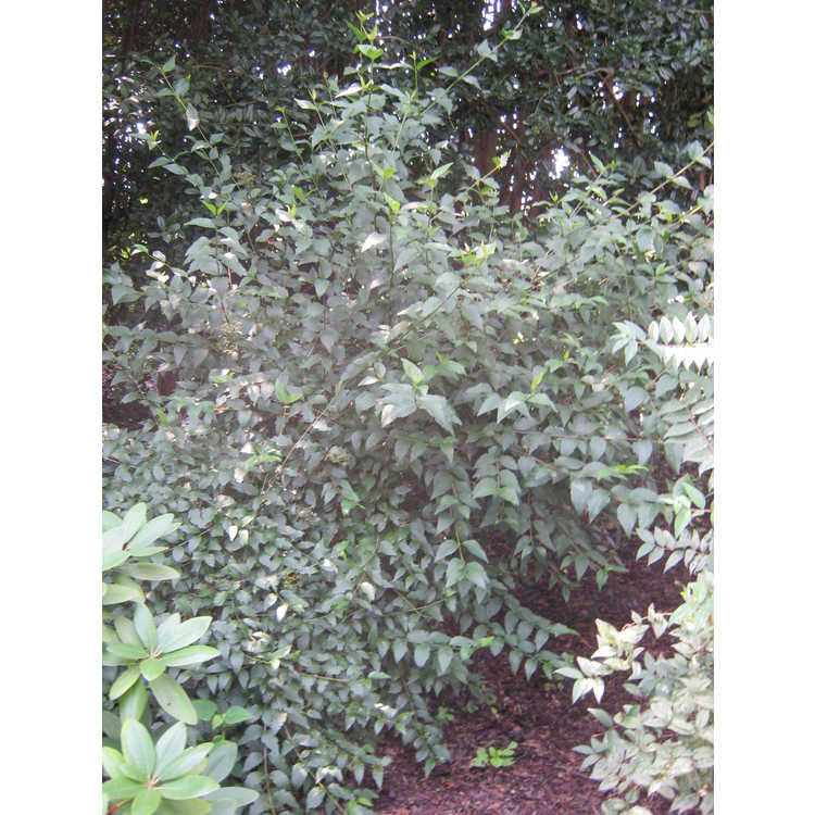 Viburnum ashei - southern arrowwood