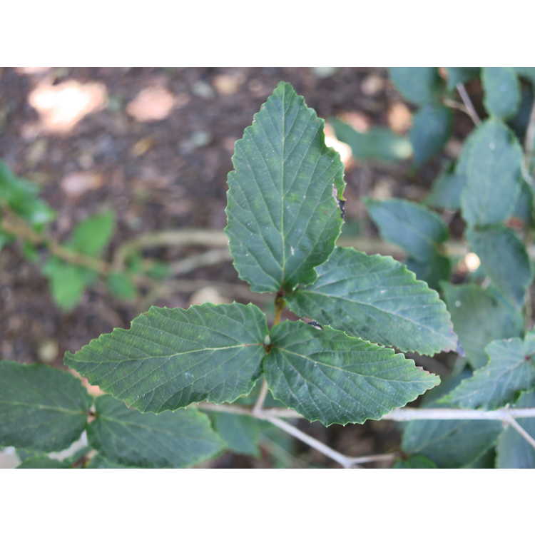 Viburnum phlebotrichum - little leaf viburnum