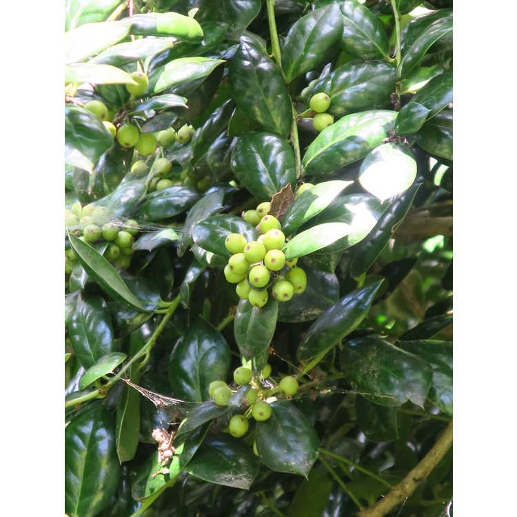 compact American holly