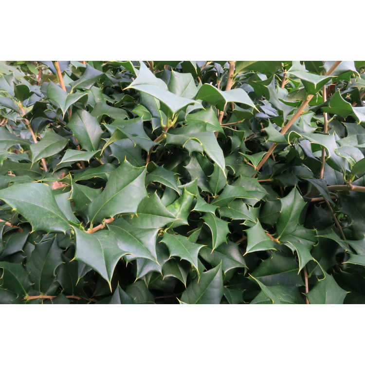 yellow-berry American holly