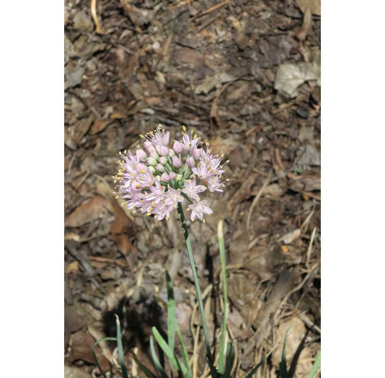 Allium senescens Glauca