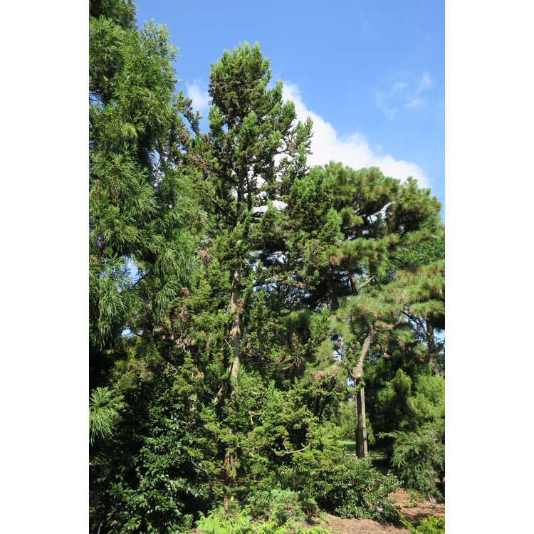 Cryptomeria japonica 'Monstrosa' - compact Japanese-cedar