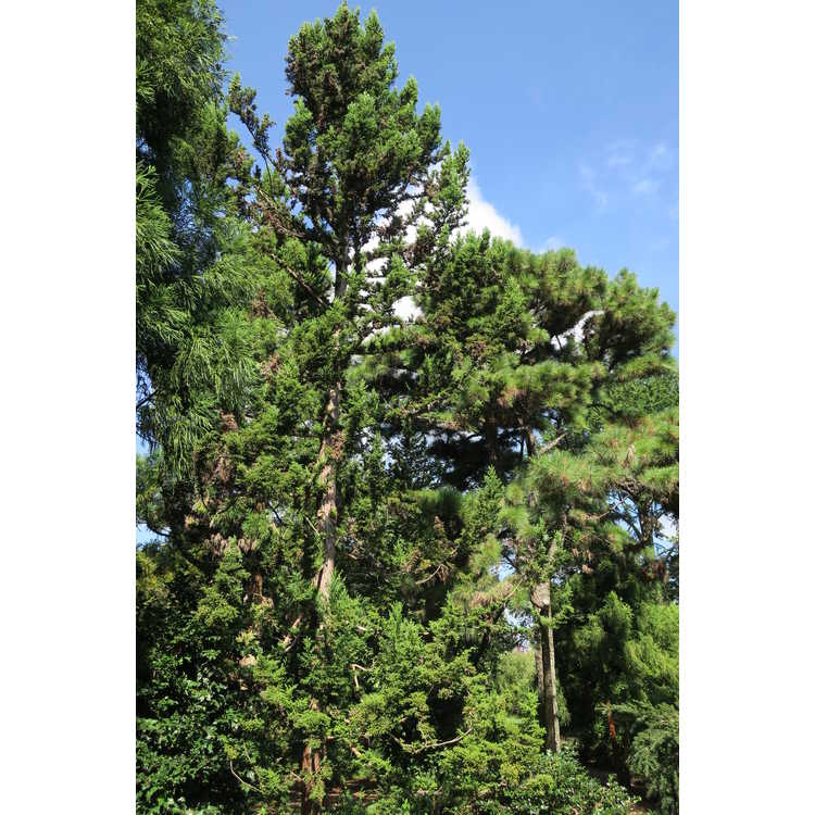 Cryptomeria japonica 'Monstrosa' - compact Japanese-cedar