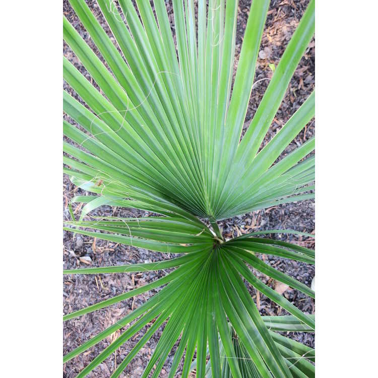 Sabal blackburniana - cabbage palm