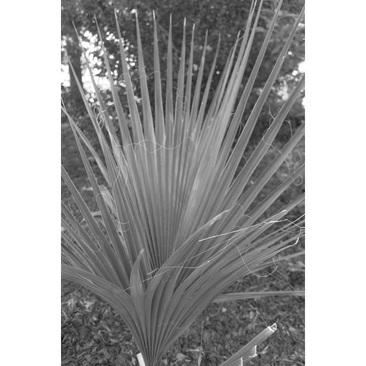 Sabal blackburniana - cabbage palm