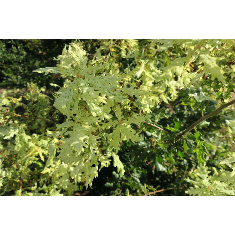 <em>Quercus robur</em> 'Furst Schwartzenburg'