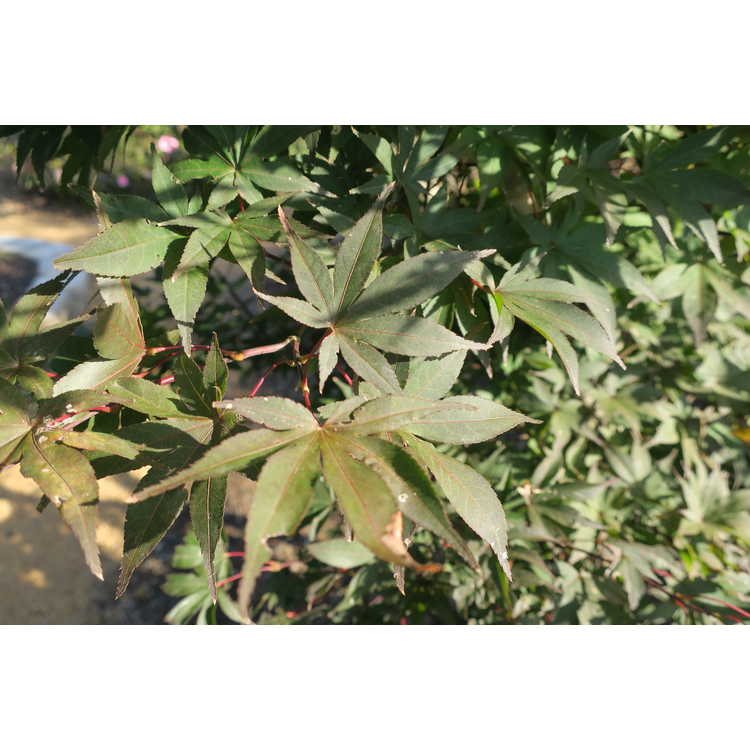 variegated purple-leaf Japanese maple