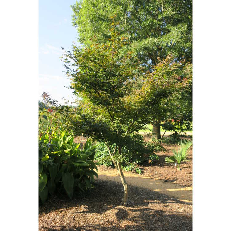 Acer palmatum 'Yubae'