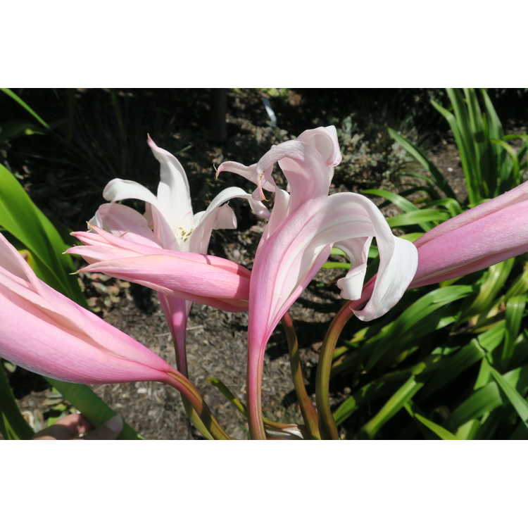 Crinum 'Peachblow' - hybrid crinum-lily