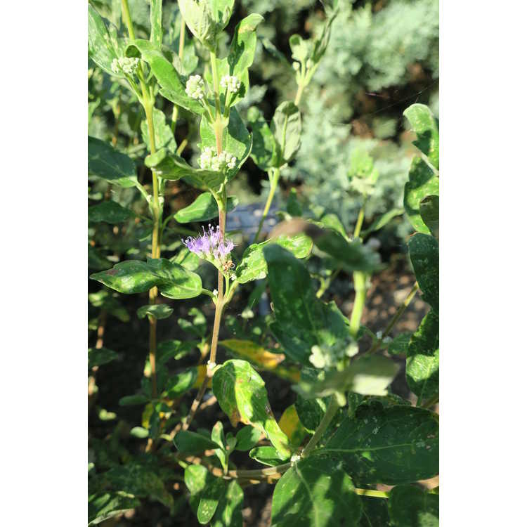 Caryopteris ×clandonensis 'Inoveris' - Grand Bleu bluebeard