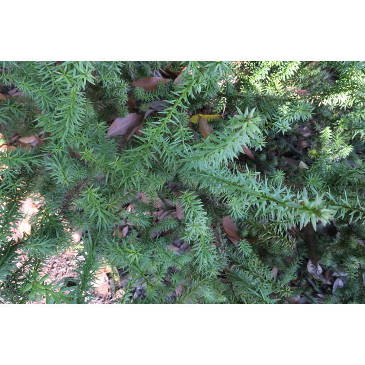 Podocarpus acutifolius - needle-leaved totara