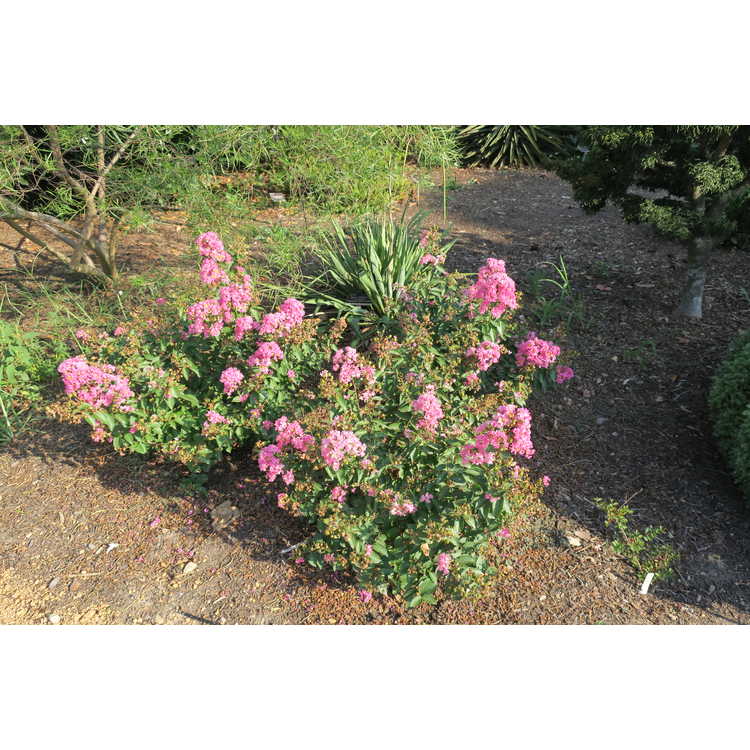 Lagerstroemia (CP 09 DS 402)