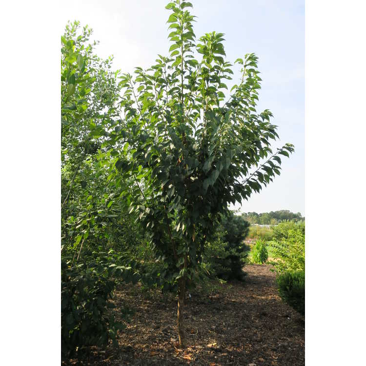 Prunus takesimensis