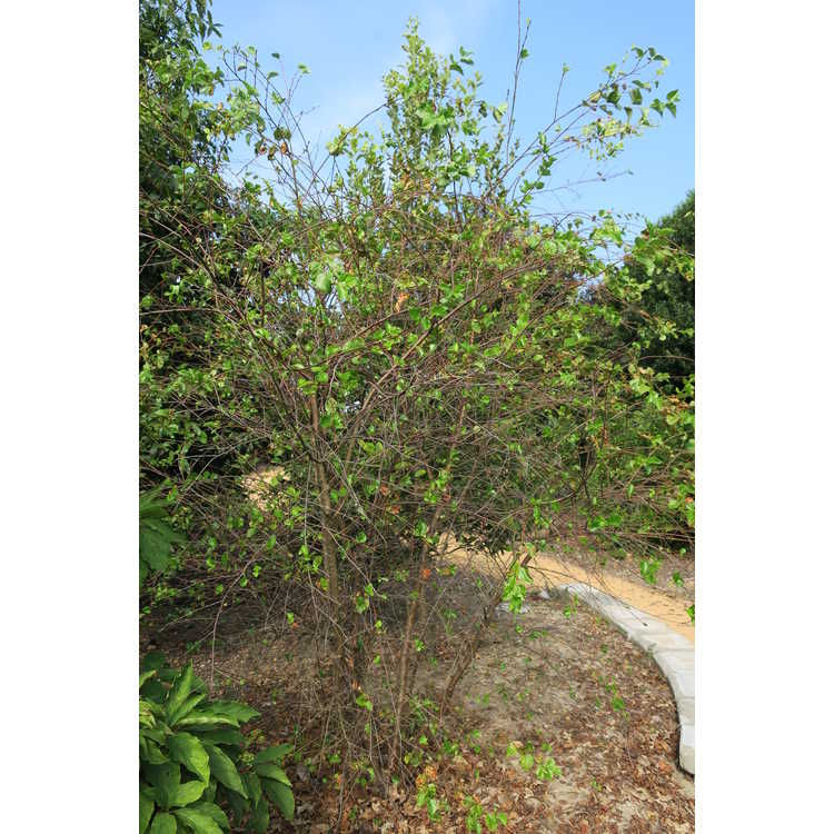 <em>Betula occidentalis</em>