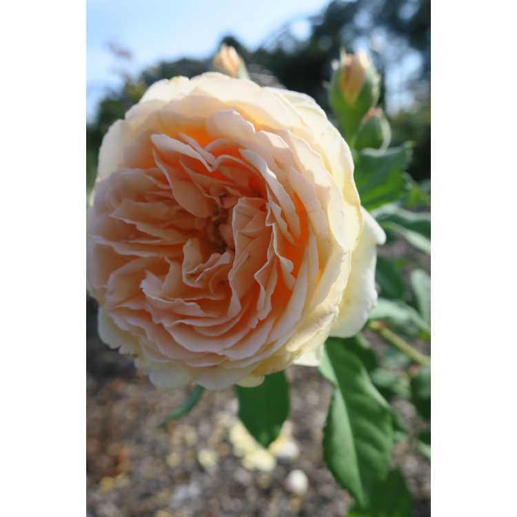 Rosa 'Auswinter' - Crown Princess Margareta climbing English rose